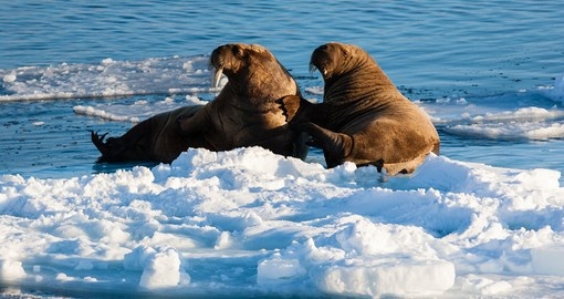 Walrus resting on packed ice