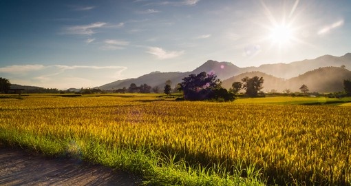 Mountains and rice fields