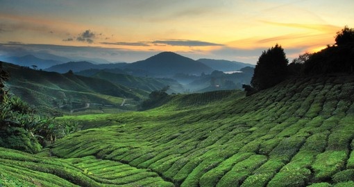 Immerse yourself in the natural landscape that is the Cameron Highlands on your Malaysia Tour