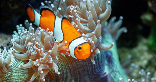 Dive or snorkel at  Great Barrier Reef on your next Australia Vacations.