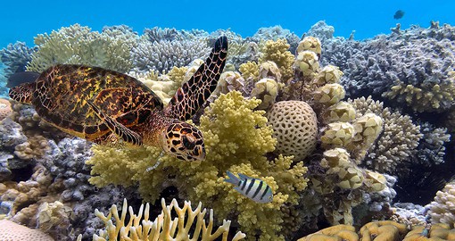 Dive into the mesmerizing world of the Great Barrier Reef