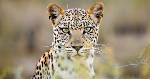 A member of Africa's Big Five, Leopards are one of the most elusive of Chobe's inhabitants