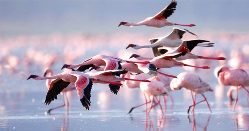 Lake Nakuru, one of the Rift Valley soda lakes is famous for it's vast population of Flamingos