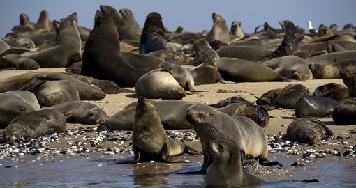 Seals at Swakopmund