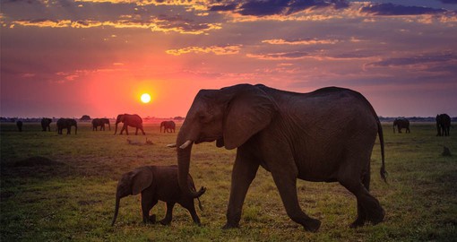 Northern Botswana is the elephant capital of the world, with more than two thirds of the entire population of Africa