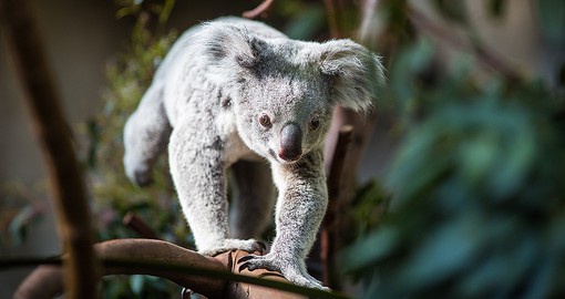 Meet the locals at Australia Zoo
