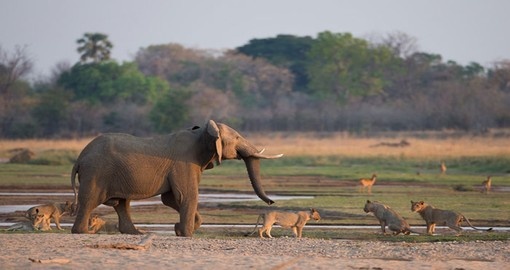 Explore wild life in South Luangwa National Park during your next Zambia vacations.