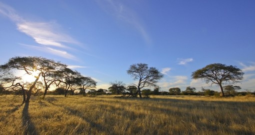 Acacia trees set against blue sky - a great photo opportunity on your Botswana safari.