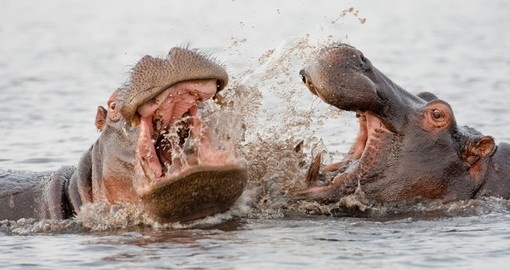Group of wild hippos at a waterhole