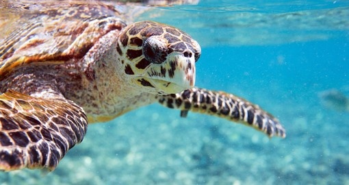 See wildlife in the ocean during your Seychelles vacation.