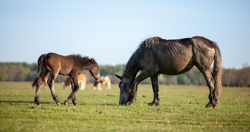 Mare with foal on Lonjsko field