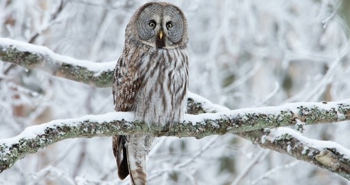 Great Grey Owl perched in a tree in winter
