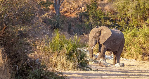 You will be able to meet African Elephant during your next South Africa vacations.