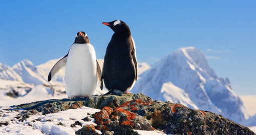Enjoy the antics of penguins on your Antarctic Cruise