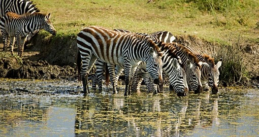 Zebras at the water holes - a great photo opportunity on all Botswana tours.