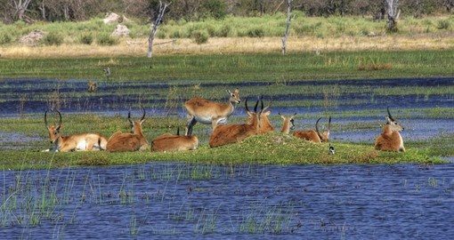 Antelopes lechwe, Okavango delta