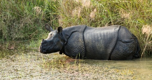 A Rhino in Chitwan National Park - always a highlight on all Nepal tours.