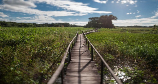 Experience the trekking the Pantanal during your next Brazil vacations.