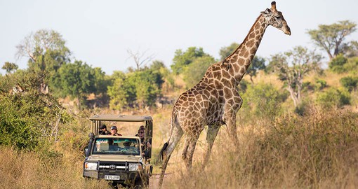 Enjoy a Game drive at Elephant Valley on your African safari