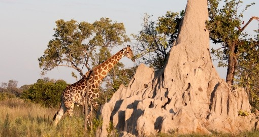 Giraffe walks behind a termite mound in the bushland