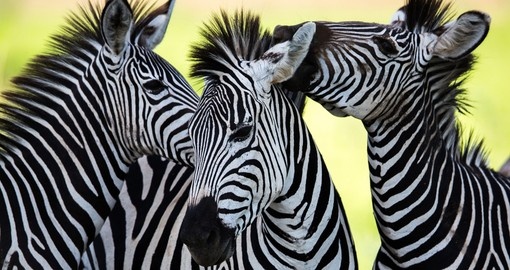 Two species of Zebra in Southern Africa, the Plains or Burchell's Zebra and the Mountain Zebra.