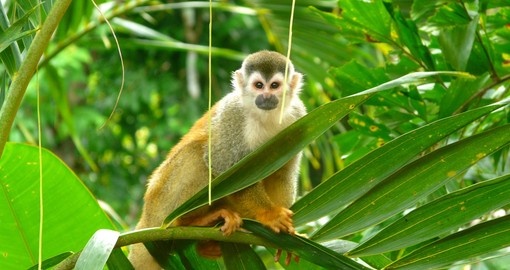 The unique wildlife is part of tour Costa Rica vacation package