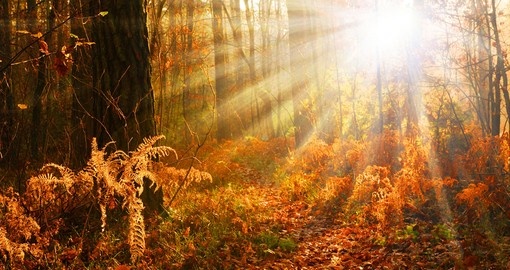 Beautiful sunset in autumn forest