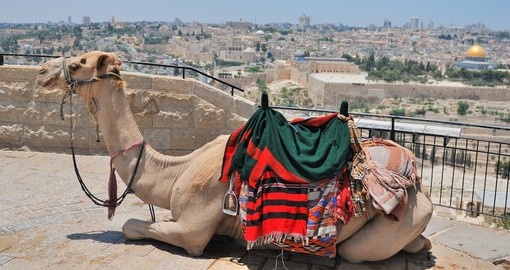 Camel relaxing on the top of Mountain of Olives