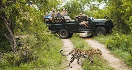 A leopard crossing road with tourists in jeep in background