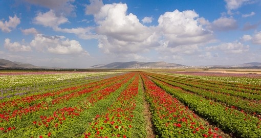 Flower fields on Galilee Heights
