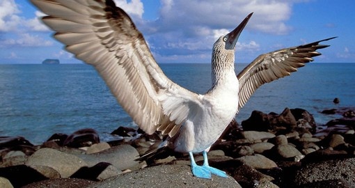 Blue-footed boobies are aptly named. The males take great pride in their fabulous feet