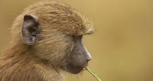 Young olive baboon in the Amboseli National Park