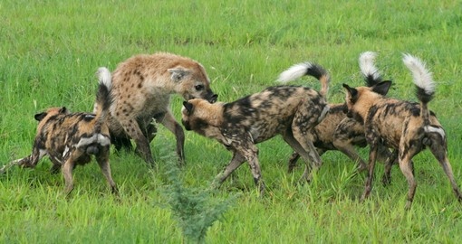 African wild dogs attacking hyena defending prey