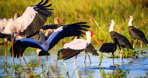 Go bird watching on your Malawai Safari