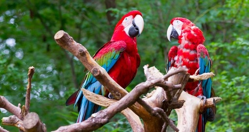 Pair of parrots sitting on the perch