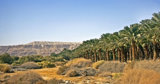 Judaic desert plantation of date palm trees