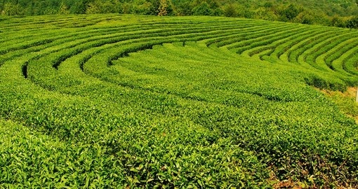 Krasnodar tea plantations in Sochi