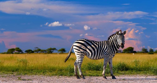 The Nxai Pan zebra migration has only been recently discovered