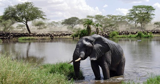Over 2,000 elephants make their home in the Serengeti