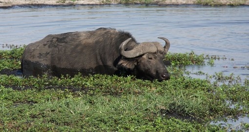 Cape Buffalo eating plants in the river