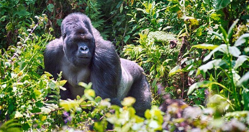 Each troop of gorillas is lead by a silverback, a mature male that determines the groups movements