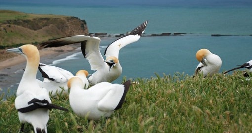 Visit the Gannet Colont at Cape Kidnappers on your New Zealand Vacation