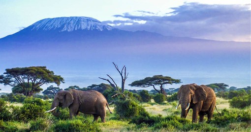 Amboseli National Park is one of the best places in Africa to view large herds of elephants