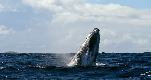 Whale of the coast