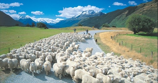 Explore South Island "Rush Hour" during your next trip to New Zealand.