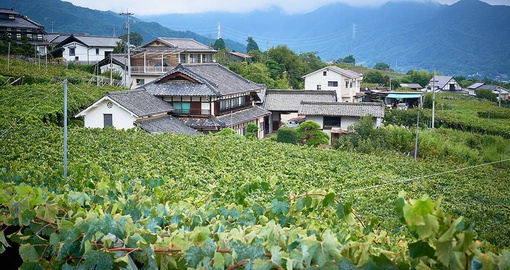 Try some Japanese wine on your Japan tour by Goway