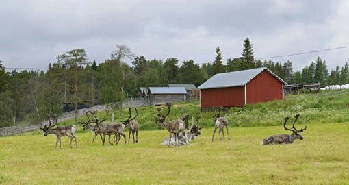 Herd of reindeer