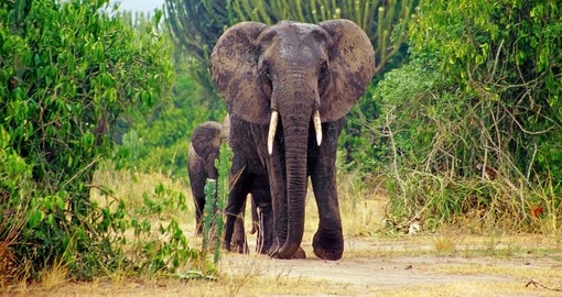 Continue your Uganda tour to Queen Elizabeth National Park is known for its wildlife, including Elephant