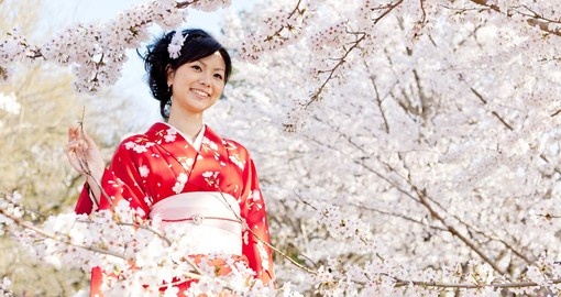 Japanese woman wearing a kimono amongst cherry blossoms