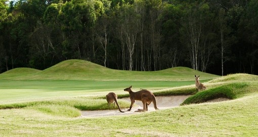 Kangaroos on the golf course - always a great photo opportunity when golfing on your Australia vacation.